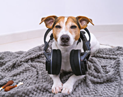Udito del cane