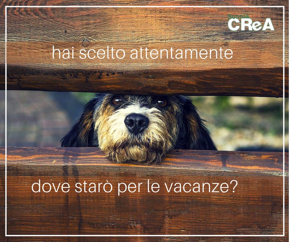 vacanze cane