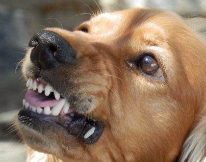 aggressività cani
