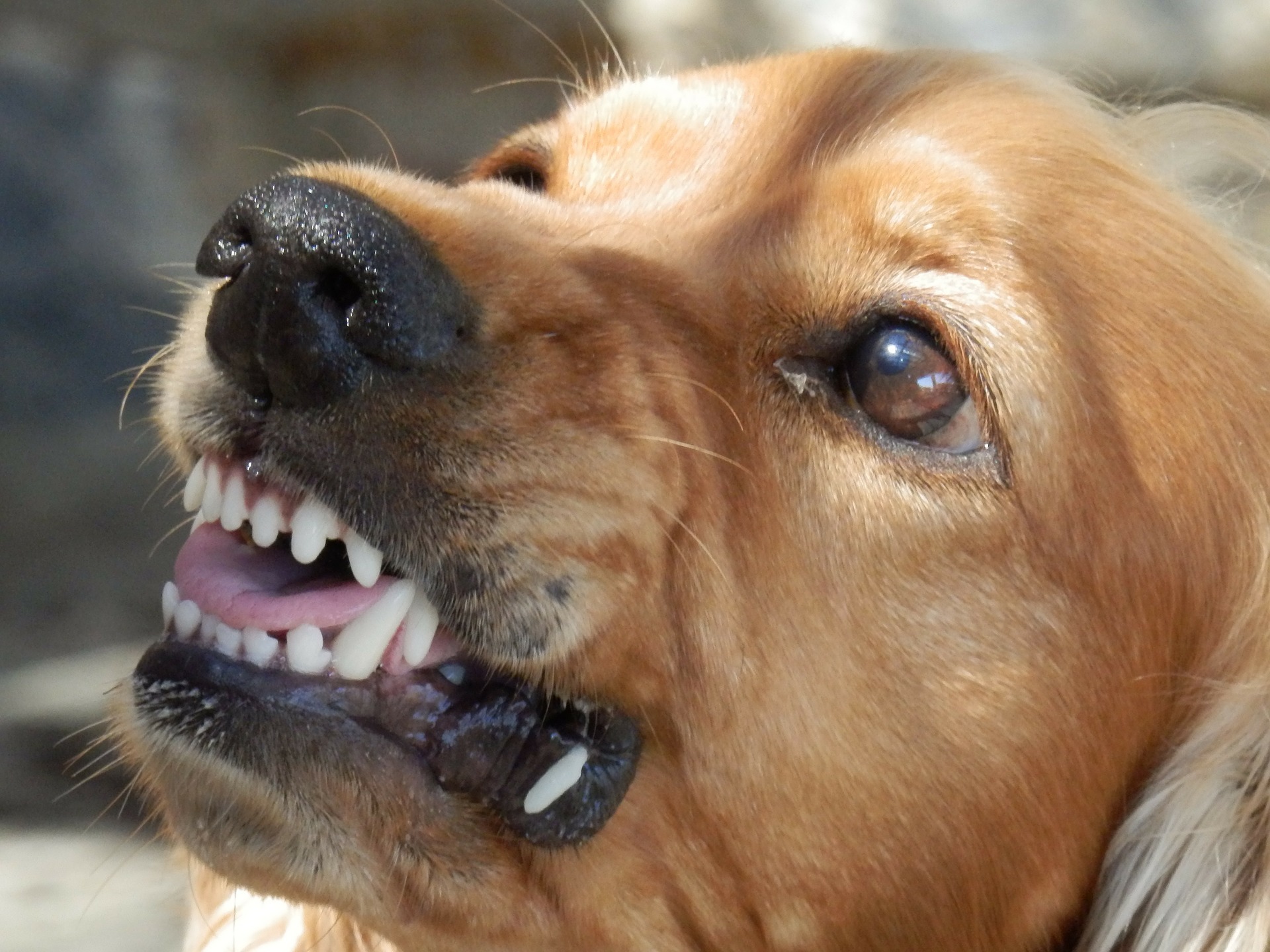 aggressività cani