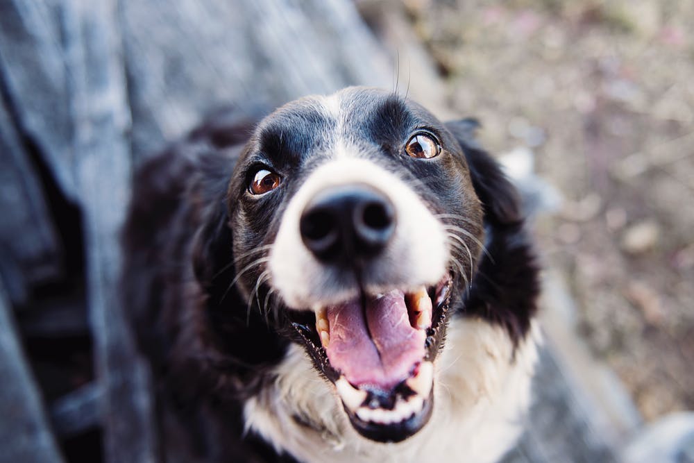 Come scegliere quali giochi comprare per il cane?