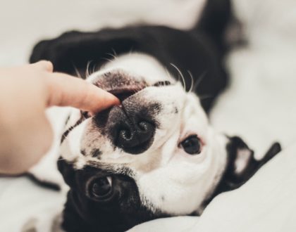 come capire se il cane ha un comportamento "normale"