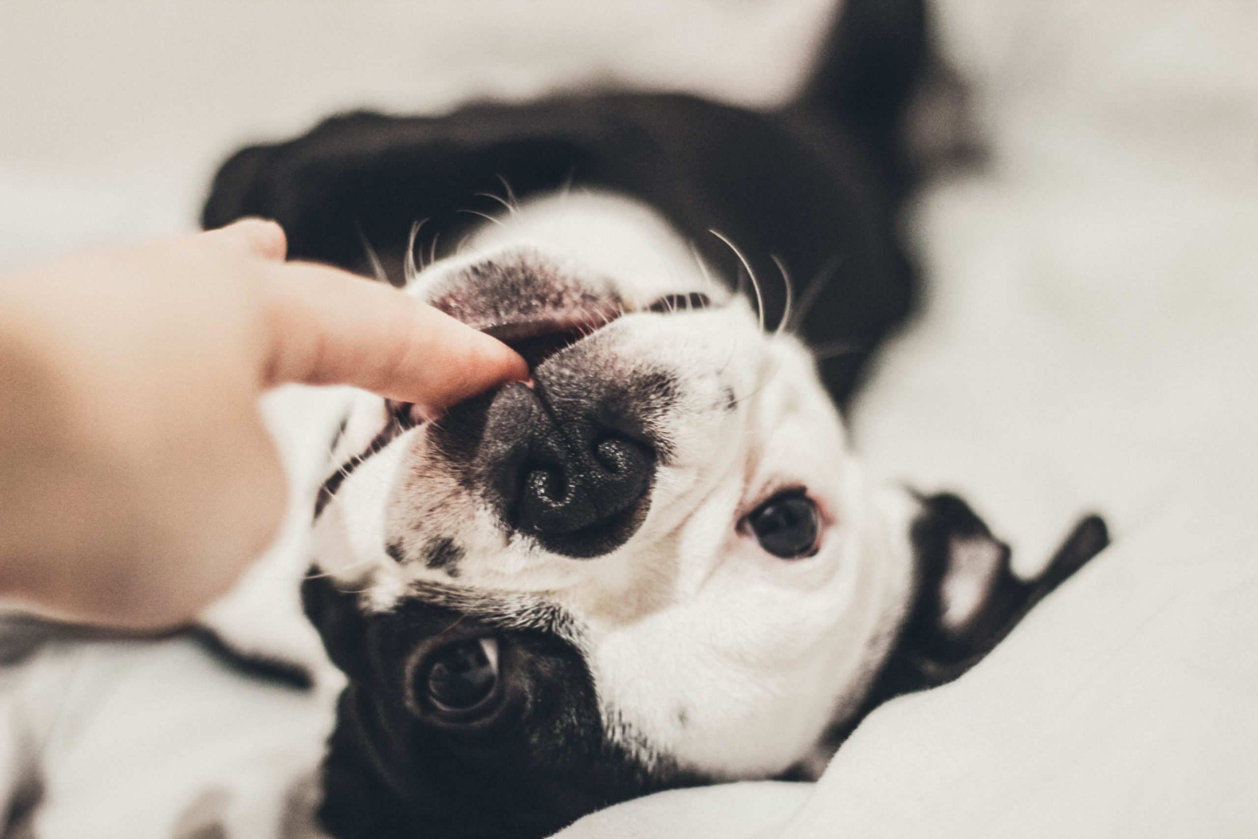 come capire se il cane ha un comportamento "normale"