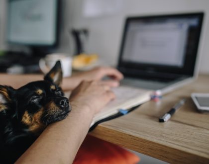 lavorare con i cani