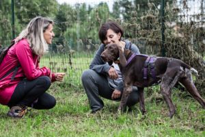 scuola crea consulenza per il tuo cane 1-min